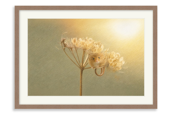 Walnut Frame A3+ - 32.9 x 48.3 cm (+£232.00)